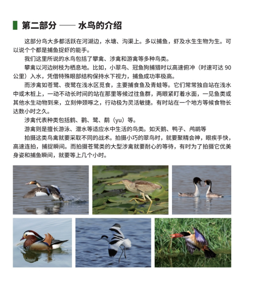 《我镜头里的鸟儿们》：定格自然之美，共筑绿水青山之梦