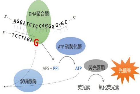菲思特生物新品发布:焦磷酸测序试剂盒