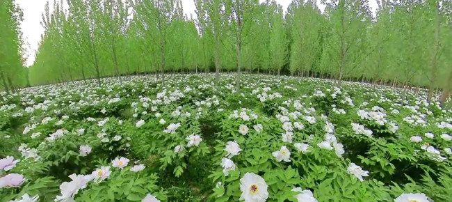 龙池牡丹产业布局有哪些?构建五位一体牡丹产业全生态平台